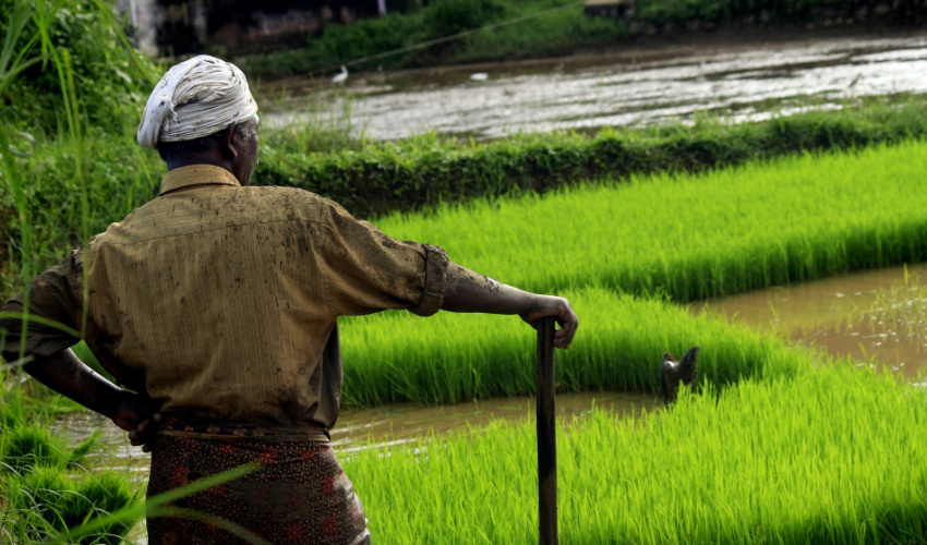 a_farmer_in_kerala_india_surveys_the_rice_crop_c_nandhukumar